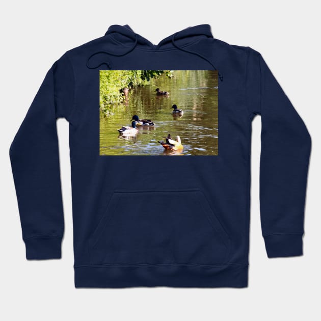 Ducks - water birds Hoodie by PlanetMonkey